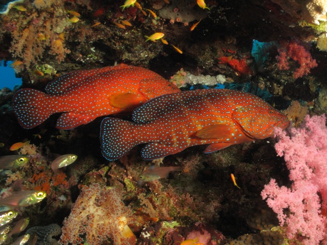 Cephalopholis miniata